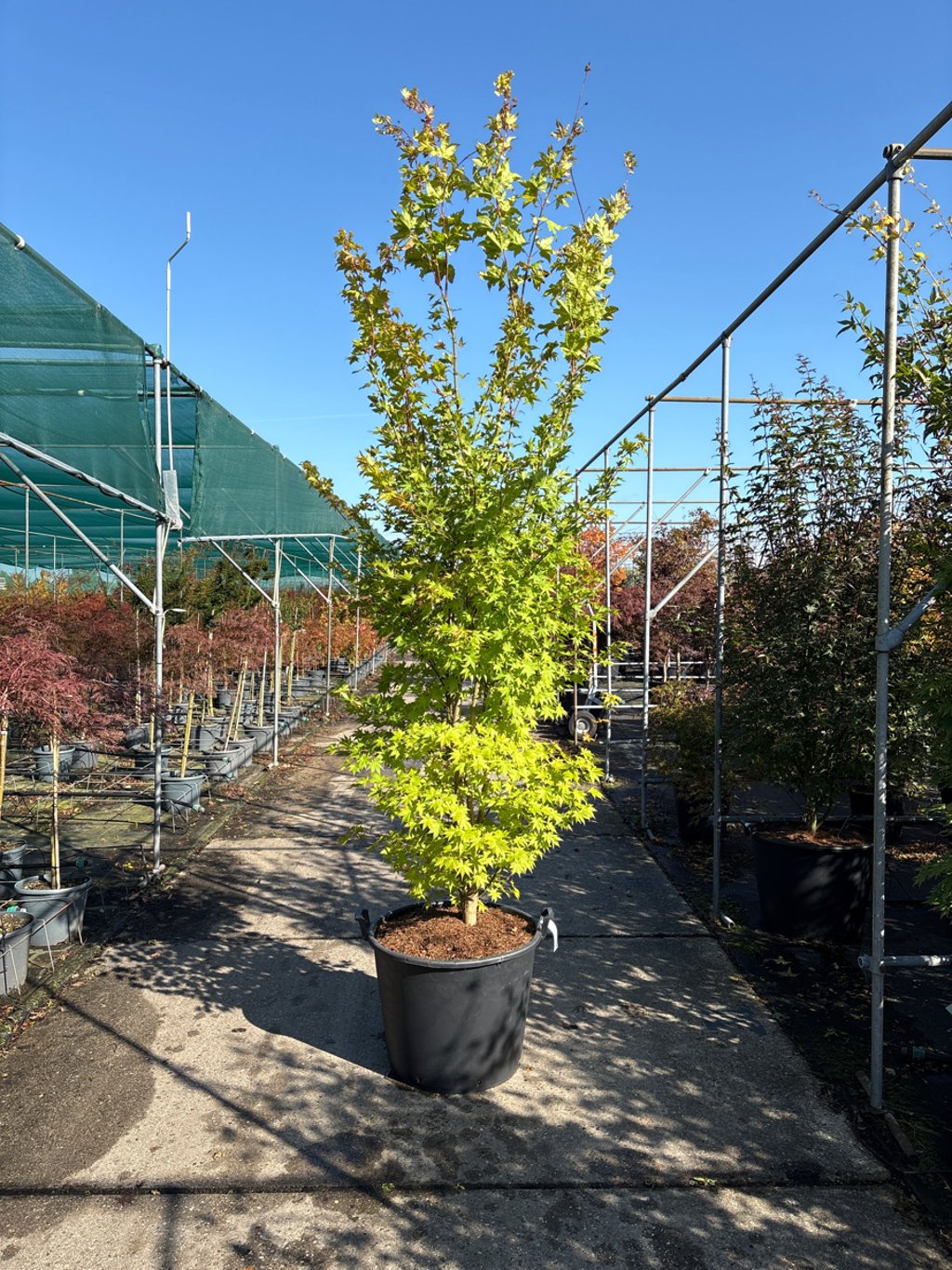 Acer pal. 'Summer Gold' - 250-300 CM in Cont.